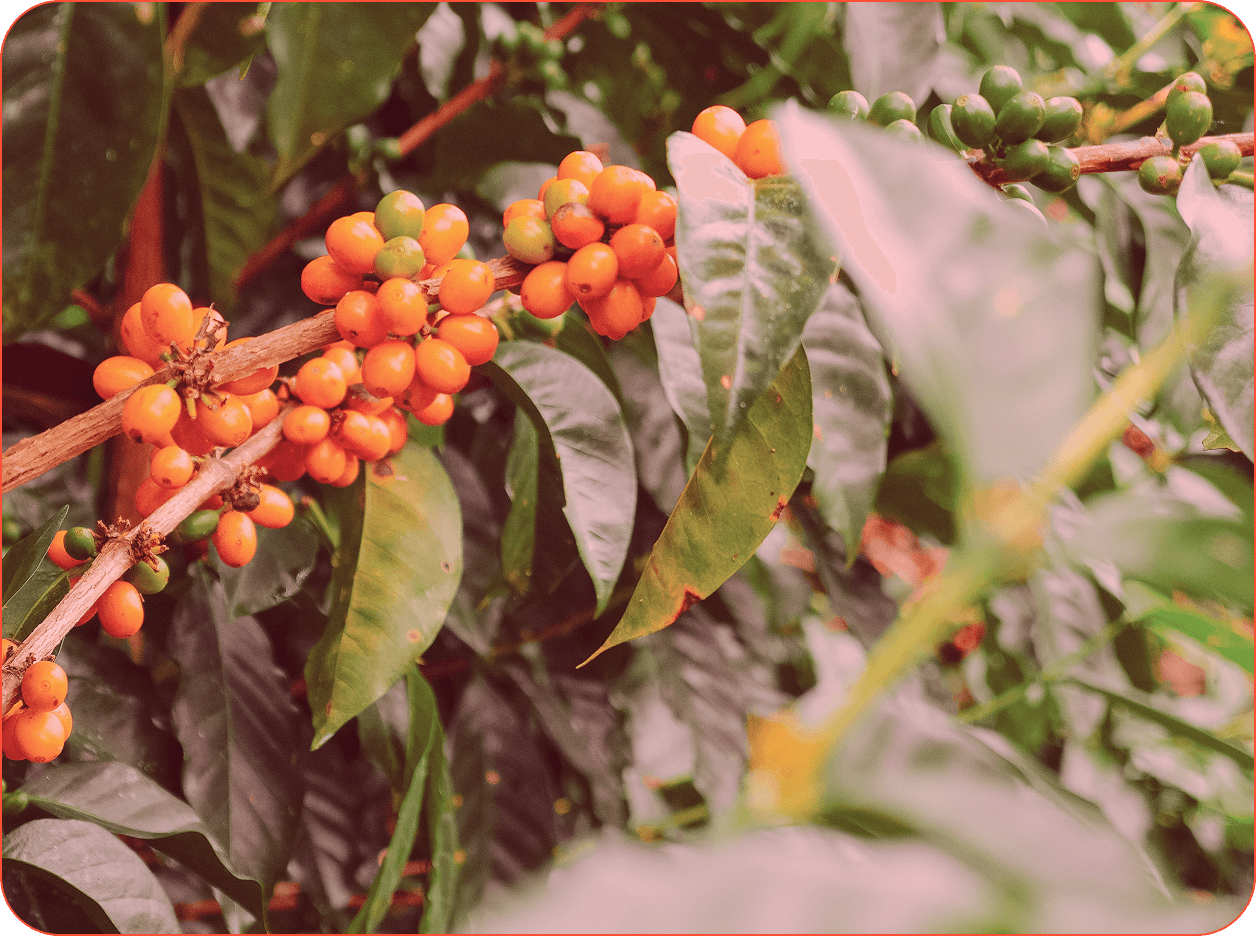 Coffee cherries