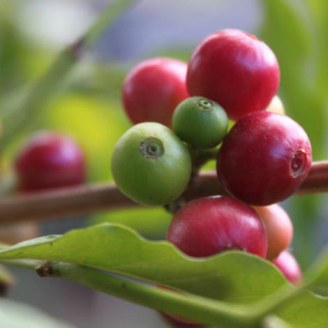 Coffee Basics: Varieties