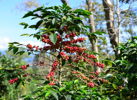 Photo of coffee growing on a coffee tree.