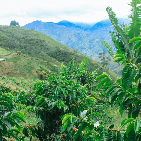 Cuy Breeding Program