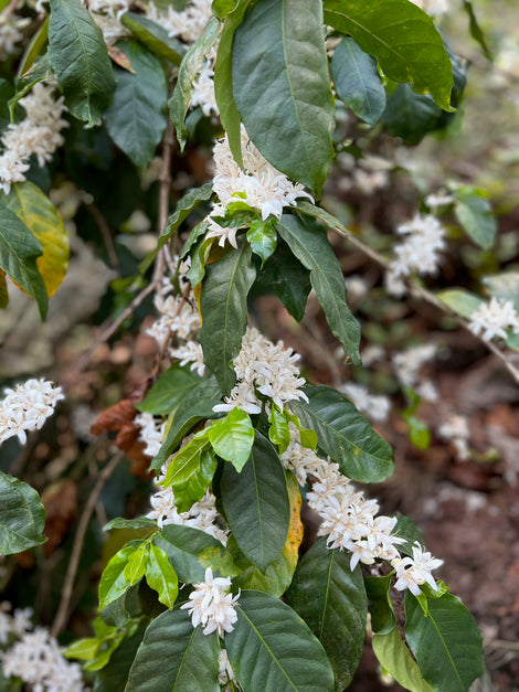 India’s Arabica Coffee Varieties