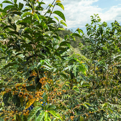 Compost Infrastructure