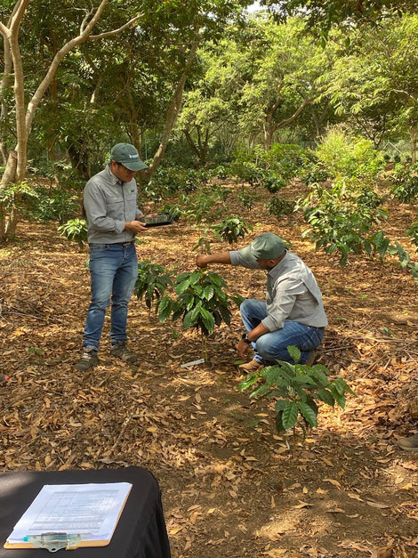A Visit to World Coffee Research’s Flor Amarilla Research Farm in El Salvador