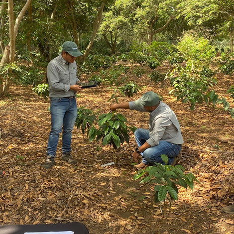 A Visit to World Coffee Research’s Flor Amarilla Research Farm in El Salvador