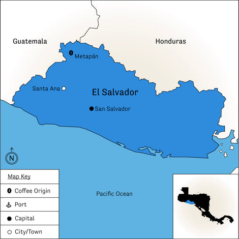 El Conacaste – Java Variety - detail view 2