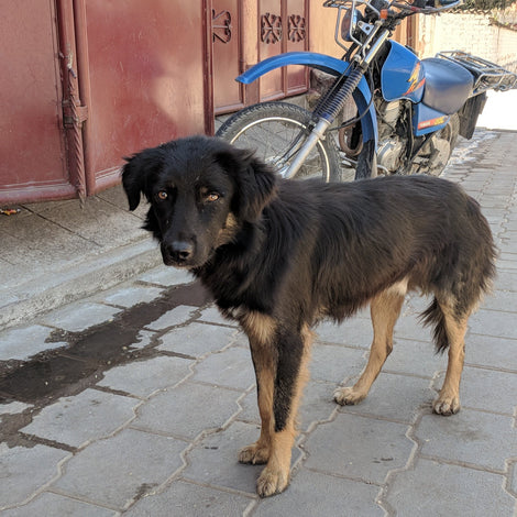 A black and tan dog stands on a paved street in front of a reddish-brown metal gate and a blue motorcycle.