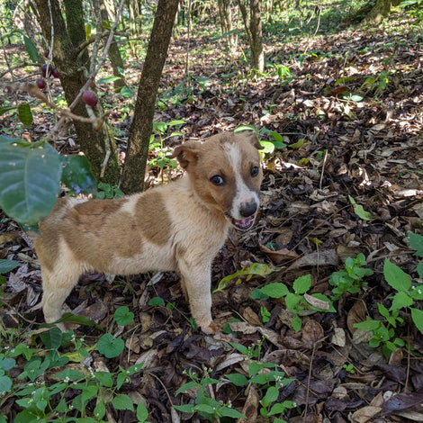 A small brown and white dog standing on a forest floor covered in dry leaves and coffee plants, surrounded by trees in a wooded outdoor setting.