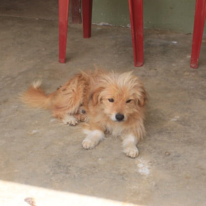 A small fluffy light brown dog lies on a concrete floor in a covered outdoor area, with red chairs visible in the background.