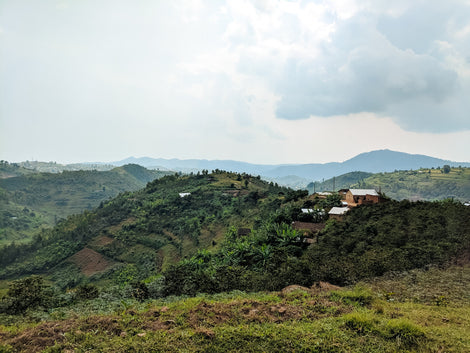 Intango Intango – Counter Culture Coffee