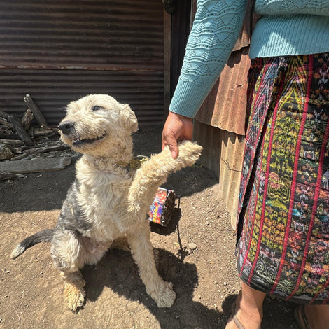 A small scruffy dog sits on dirt ground, lifting one paw to greet a person wearing a light blue knit sweater and a colorful patterned skirt, with a corrugated metal wall in the background.
