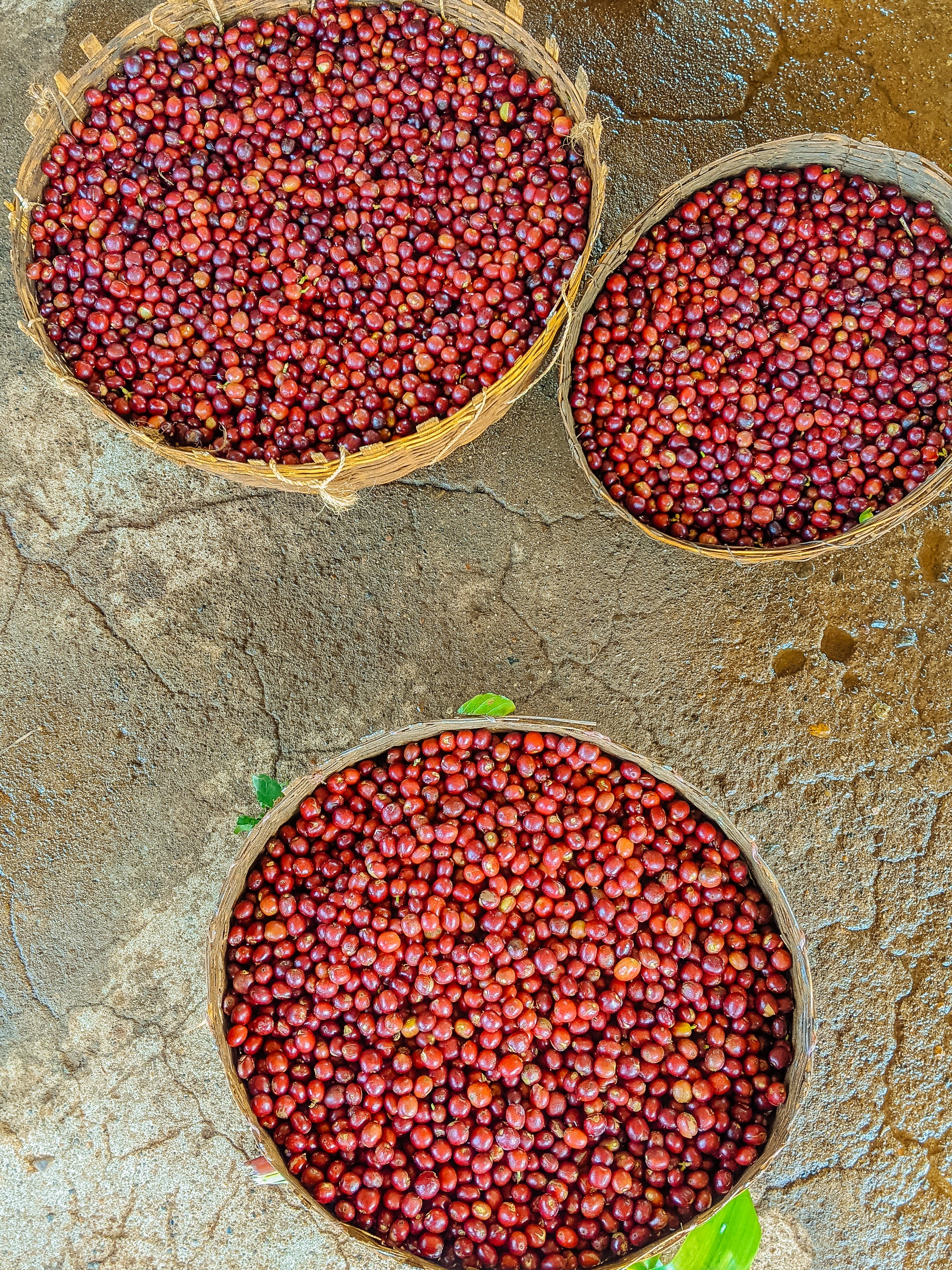 Pacha Mama: Idido Cooperative and Processing Site
