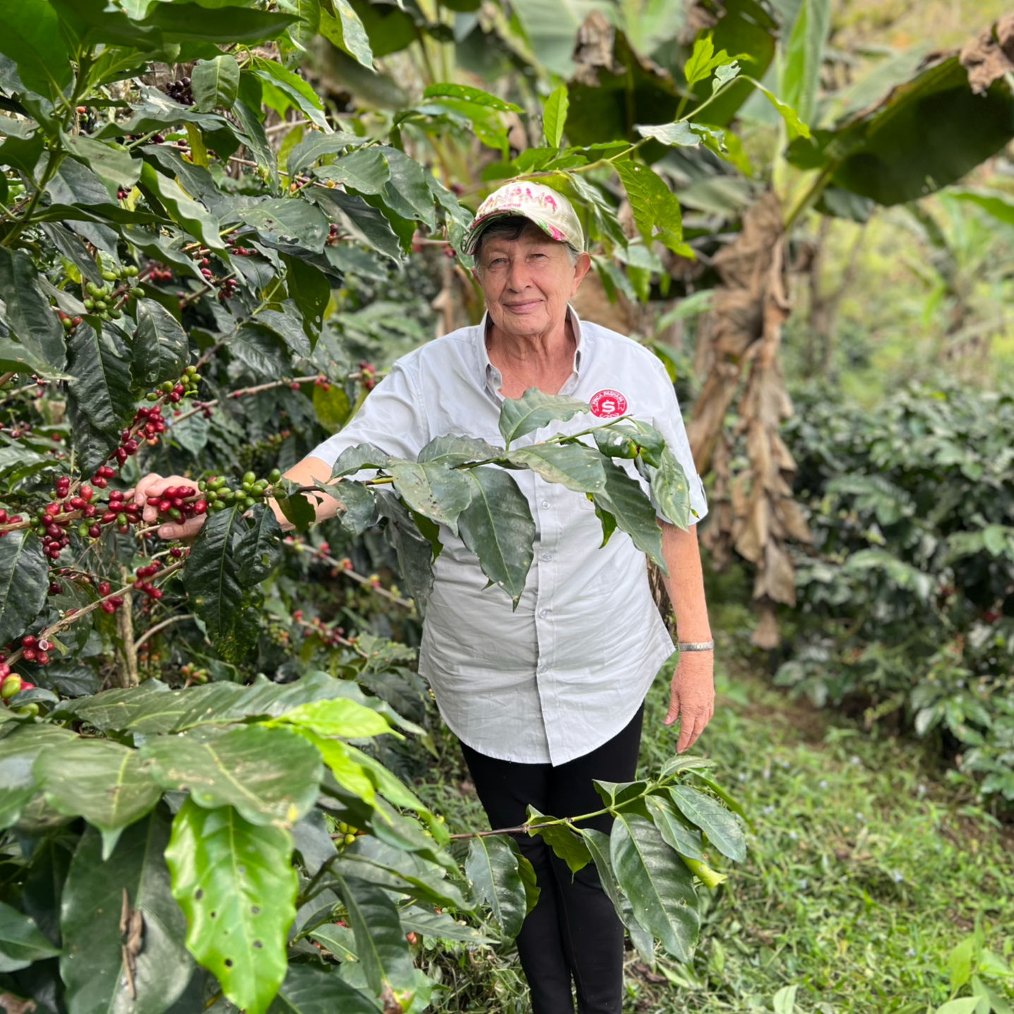 Finca Pashapa – Dark Roast – Counter Culture Coffee