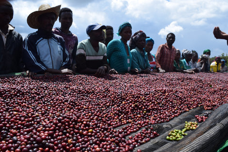 Wadessa Yachisa — coffee farmer illustration 1